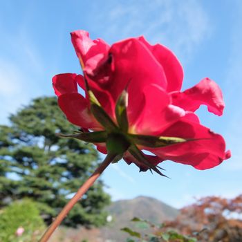 f:id:myukmyuk:20181118003747j:plain