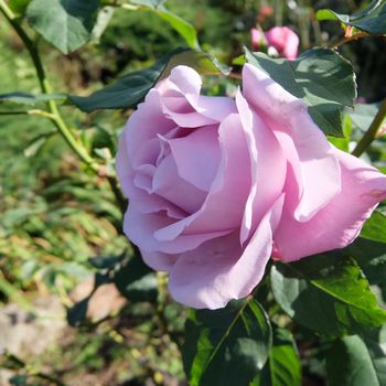 f:id:myukmyuk:20181118003749j:plain