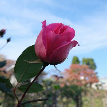 f:id:myukmyuk:20181118003758j:plain