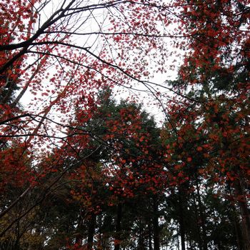 f:id:myukmyuk:20181118231633j:plain