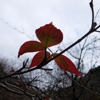 f:id:myukmyuk:20181118231653j:plain