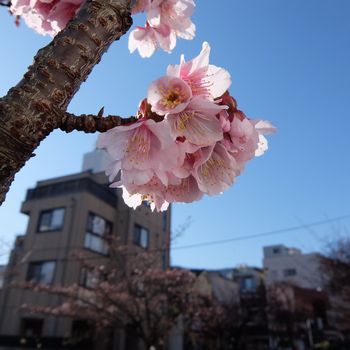 f:id:myukmyuk:20190114173716j:plain