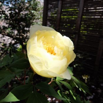 f:id:myukmyuk:20190404224643j:plain