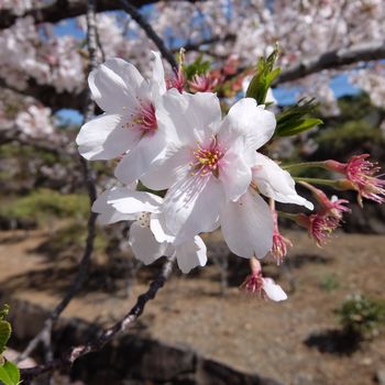 f:id:myukmyuk:20190409224706j:plain