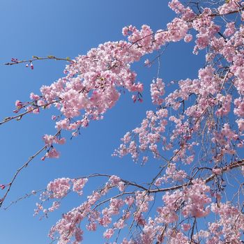 f:id:myukmyuk:20190409224749j:plain