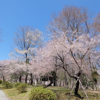 f:id:myukmyuk:20190413231926j:plain f:id:myukmyuk:20190413231926j:plain