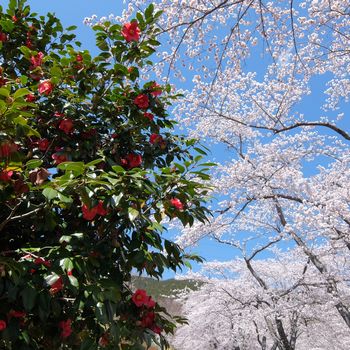 f:id:myukmyuk:20190413231958j:plain f:id:myukmyuk:20190413231958j:plain