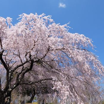 f:id:myukmyuk:20190413232021j:plain f:id:myukmyuk:20190413232021j:plain