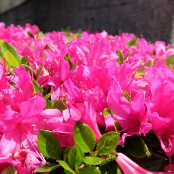f:id:myukmyuk:20190428222526j:plain