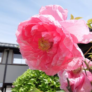 f:id:myukmyuk:20190428222528j:plain