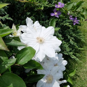 f:id:myukmyuk:20190518222407j:plain