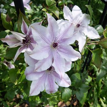 f:id:myukmyuk:20190518222426j:plain