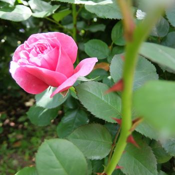 f:id:myukmyuk:20190518222448j:plain