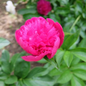 f:id:myukmyuk:20190518222510j:plain