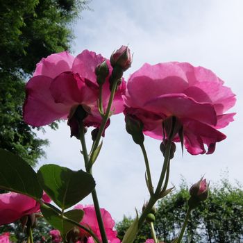 f:id:myukmyuk:20190518222515j:plain