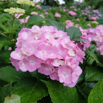 f:id:myukmyuk:20190609233023j:plain