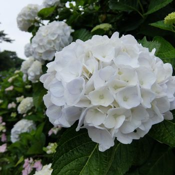 f:id:myukmyuk:20190609233040j:plain