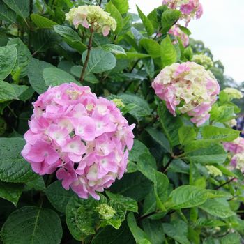 f:id:myukmyuk:20190609233045j:plain
