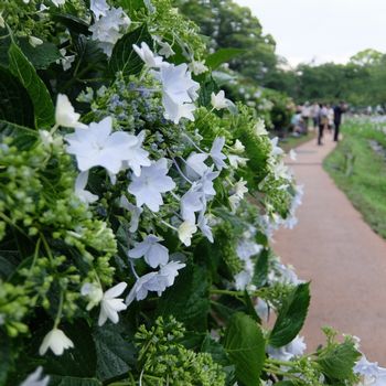 f:id:myukmyuk:20190609233050j:plain