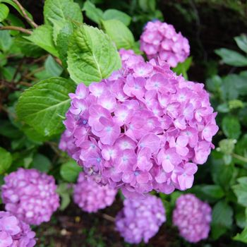 f:id:myukmyuk:20190609233055j:plain