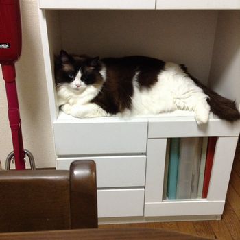 f:id:myukmyuk:20190612231512j:plain f:id:myukmyuk:20190612231512j:plain