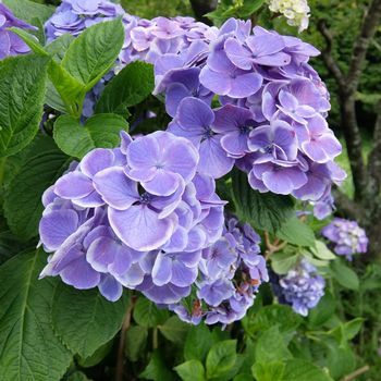 f:id:myukmyuk:20190707213941j:plain