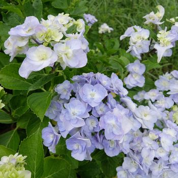 f:id:myukmyuk:20190707214002j:plain