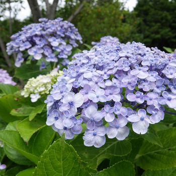 f:id:myukmyuk:20190707214007j:plain