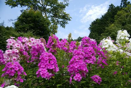 f:id:myukmyuk:20190728183448j:plain