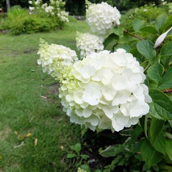f:id:myukmyuk:20190728183450j:plain
