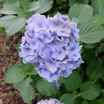 f:id:myukmyuk:20190728183524j:plain