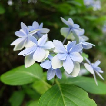 f:id:myukmyuk:20190728183528j:plain