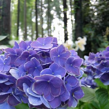 f:id:myukmyuk:20190728183534j:plain