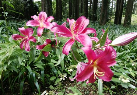 f:id:myukmyuk:20190728183553j:plain