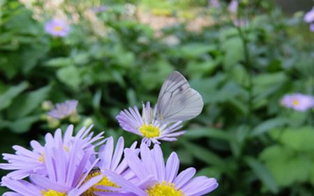 f:id:myukmyuk:20190728183604j:plain