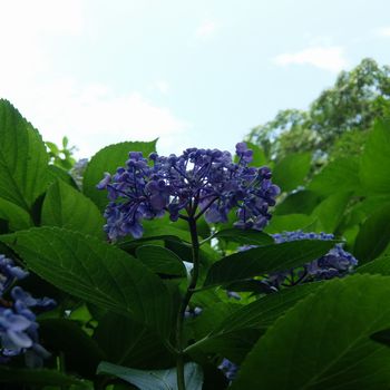 f:id:myukmyuk:20190728183629j:plain