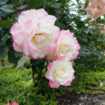 f:id:myukmyuk:20190728183642j:plain