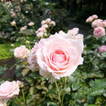 f:id:myukmyuk:20190728183646j:plain