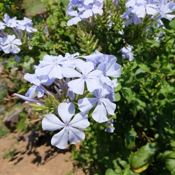 f:id:myukmyuk:20190811174107j:plain