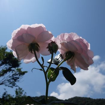 f:id:myukmyuk:20190811174113j:plain