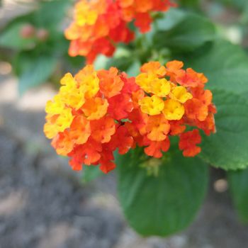 f:id:myukmyuk:20190811174129j:plain