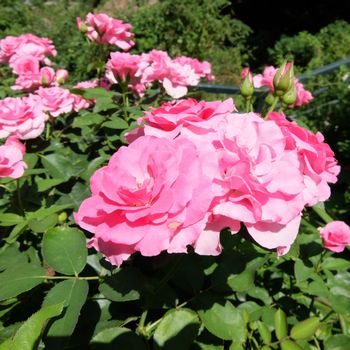 f:id:myukmyuk:20190811174152j:plain
