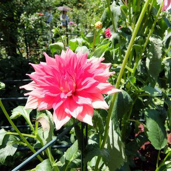 f:id:myukmyuk:20190811174207j:plain