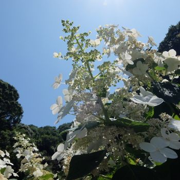 f:id:myukmyuk:20190811174217j:plain