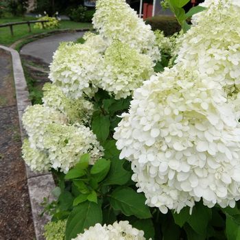 f:id:myukmyuk:20190817231122j:plain