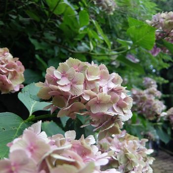 f:id:myukmyuk:20190817231345j:plain