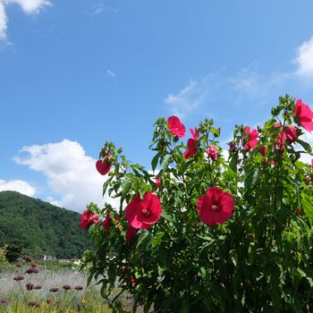 f:id:myukmyuk:20190824222125j:plain