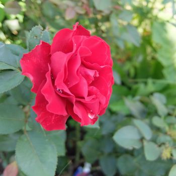 f:id:myukmyuk:20190824222204j:plain