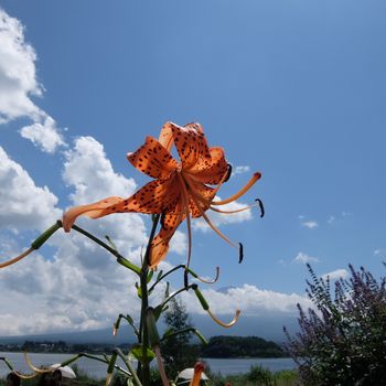 f:id:myukmyuk:20190824222209j:plain