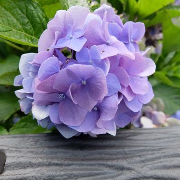 f:id:myukmyuk:20190824222227j:plain